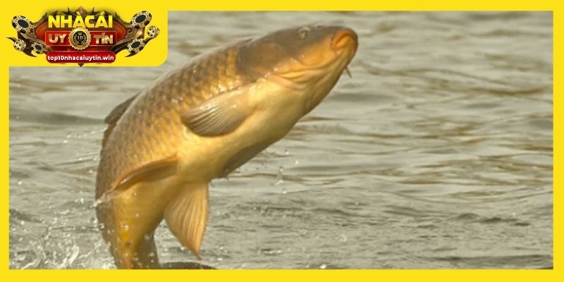 Cá nhảy lên bờ trong mơ là dấu hiệu của những tổn thất tiềm ẩn