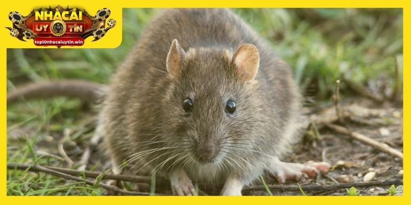 Giấc mơ chuột cống là lời nhắc về áp lực, mâu thuẫn trong công việc và cuộc sống