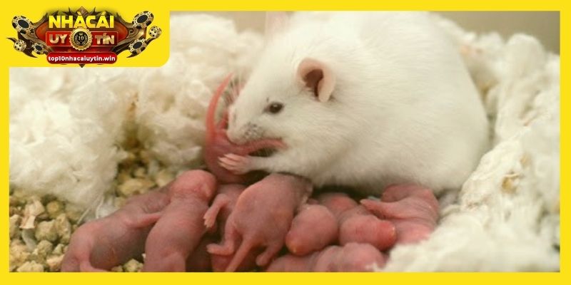 Chuột sinh con trong mơ báo hiệu thành quả nhỏ sau chuỗi ngày nỗ lực
